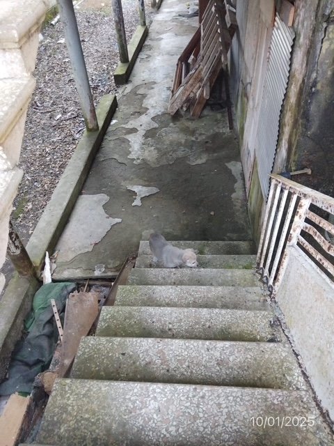 არასასოფლო სამეურნეო მიწის ნაკვეთი შენობით, ქალაქი ქობულეთი, გამზირი აღმაშენებლი, N 460