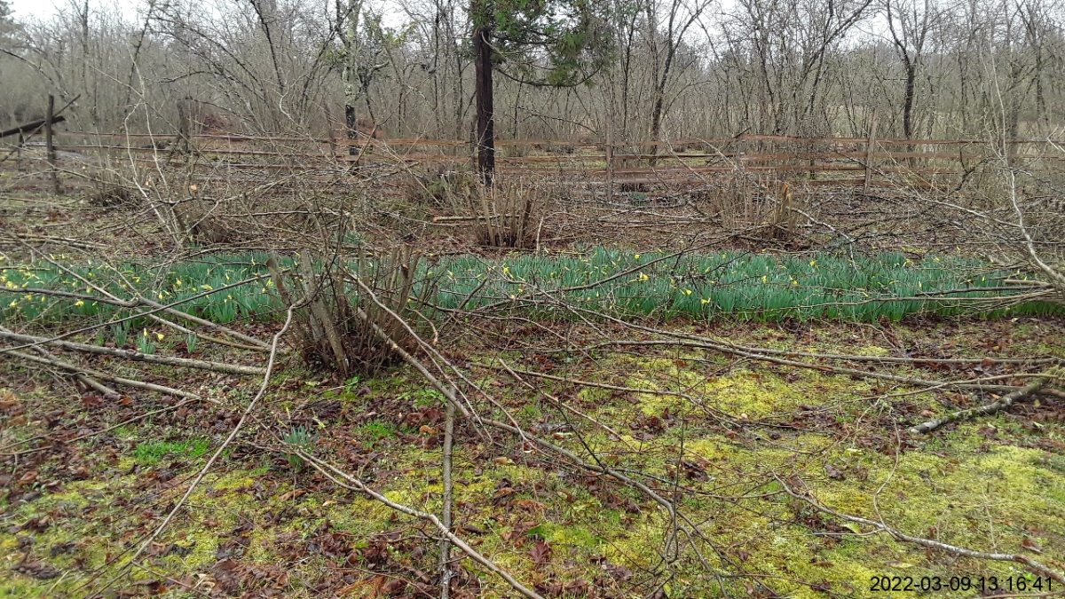 სასოფლო-სამეურნეო (სახნავი) მიწის ნაკვეთი, ზუგდიდის მუნიციპალიტეტი, სოფელი ჯუმი