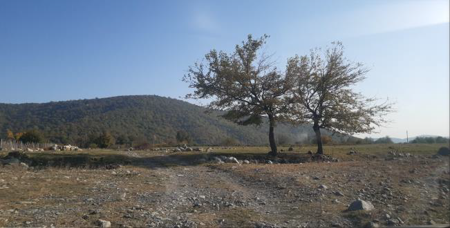 სასოფლო-სამეურნეო (სახნავი) მიწის ნაკვეთი, ლაგოდეხის მუნიციპალიტეტი, სოფელი განჯალა