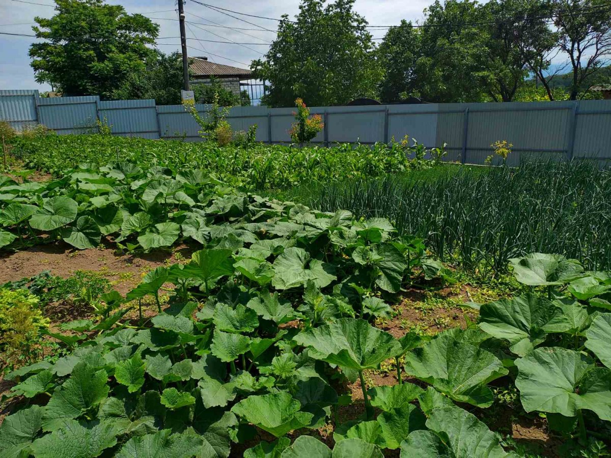 სასოფლო-სამეურნეო მიწის ნაკვეთი შენობით, ხაშურის მუნიციპალიტეტი, სოფელი დიდი ფლევი, 1-ლი ქუჩა, N 5