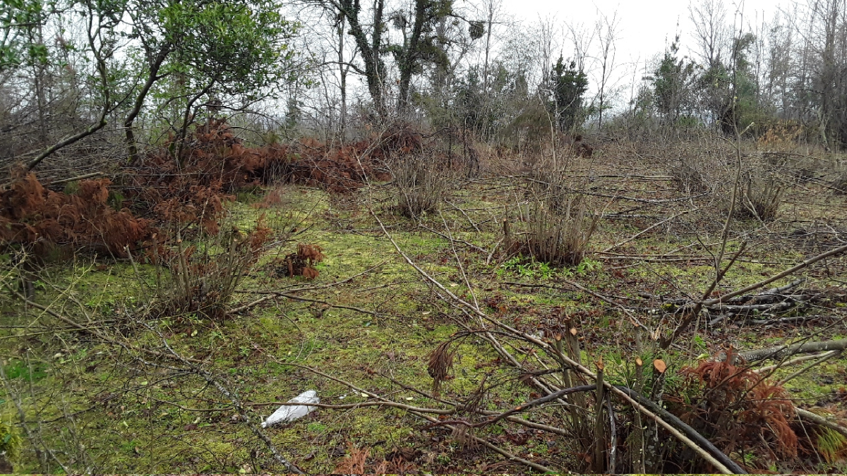 სასოფლო-სამეურნეო (სახნავი) მიწის ნაკვეთი, ზუგდიდის მუნიციპალიტეტი, სოფელი ჯუმი