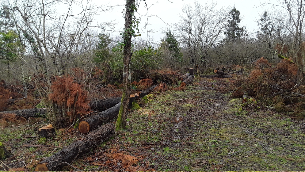 სასოფლო-სამეურნეო (სახნავი) მიწის ნაკვეთი, ზუგდიდის მუნიციპალიტეტი, სოფელი ჯუმი