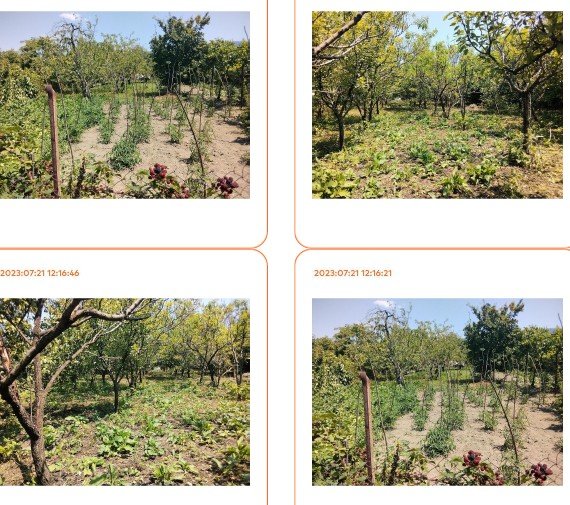 სასოფლო-სამეურნეო (მრავალწლიანი ნარგავები) მიწის ნაკვეთი, რაიონი გორი, სოფელი მეჯვრისხევი