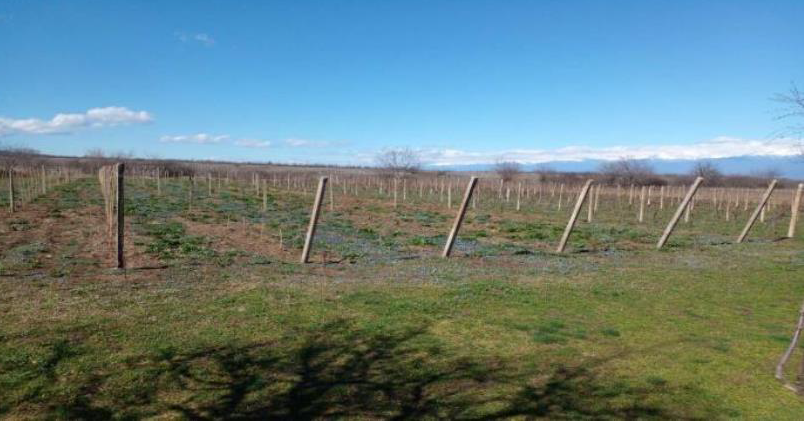 სასოფლო-სამეურნეო მიწის ნაკვეთი, მუნიციპალიტეტი გურჯაანი, ადმინისტრაციული ერთეული კარდენახი, ნაკვეთი N299