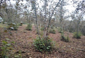 სასოფლო-სამეურნეო მიწის ნაკვეთი, მუნიციპალიტეტი ლანჩხუთი, ჩოჩხათი