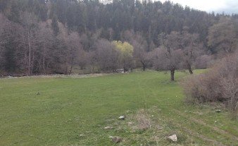 სასოფლო-სამეურნეო მიწის ნაკვეთი, მუნიციპალიტეტი ბორჯომი, სოფელი ტბა, (ყურუსების სათიბები)