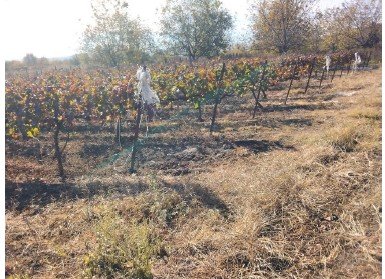 სასოფლო-სამეურნეო მიწის ნაკვეთი, მუნიციპალიტეტი გურჯაანი, სოფელი შაშიანი