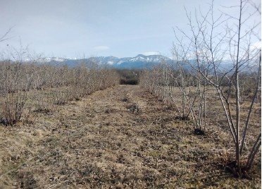 სასოფლო-სამეურნეო მიწის ნაკვეთი, მუნიციპალიტეტი ჩოხატაური, სოფელი ქვენობანი
