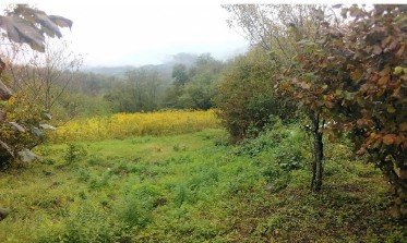 სასოფლო-სამეურნეო (საკარმიდამო) მიწის ნაკვეთი, მუნიციპალიტეტი წყალტუბო, სოფელი ყუმისთავი