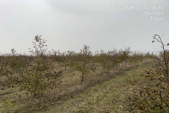 სასოფლო-სამეურნეო (სახნავი) მიწის ნაკვეთი, რაიონი ქარელი, სოფელი ფცა