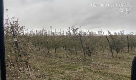 სასოფლო-სამეურნეო (სახნავი) მიწის ნაკვეთი, რაიონი ქარელი, სოფელი ფცა