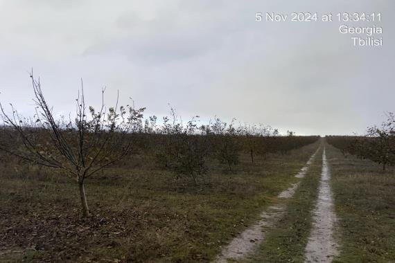 სასოფლო-სამეურნეო (სახნავი) მიწის ნაკვეთი, რაიონი ქარელი, სოფელი ფცა